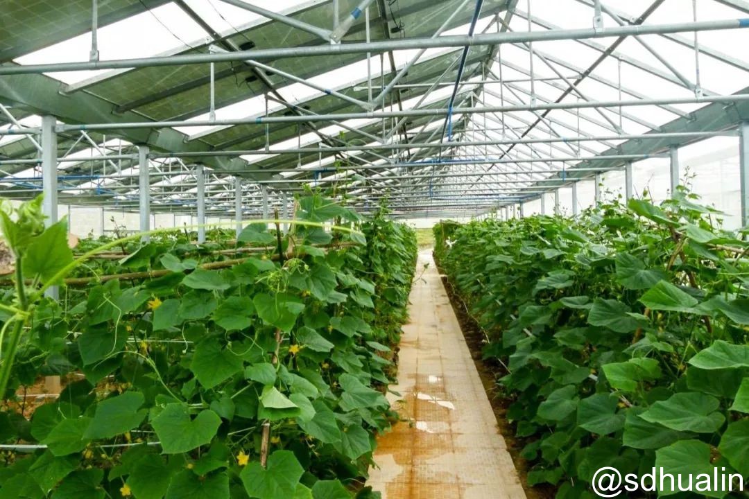 “光伏+農(nóng)業(yè)”八大模式 你了解多少？